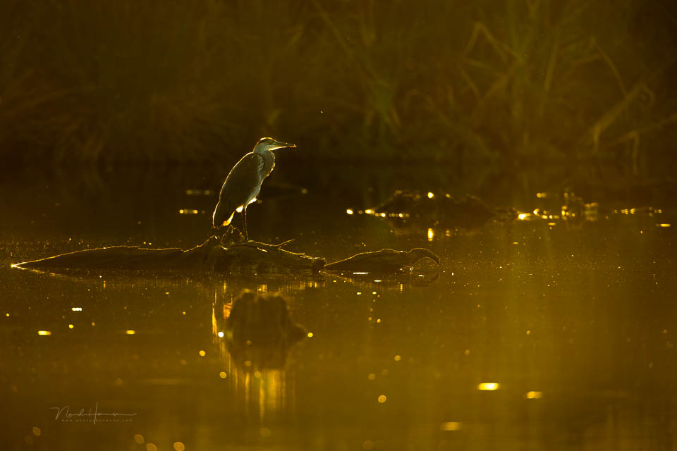 Nando 2024 reiger rimlight Nando 2024 reiger rimlight