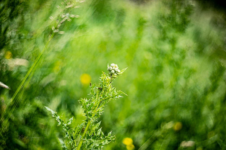 Nando helios 44 beelden