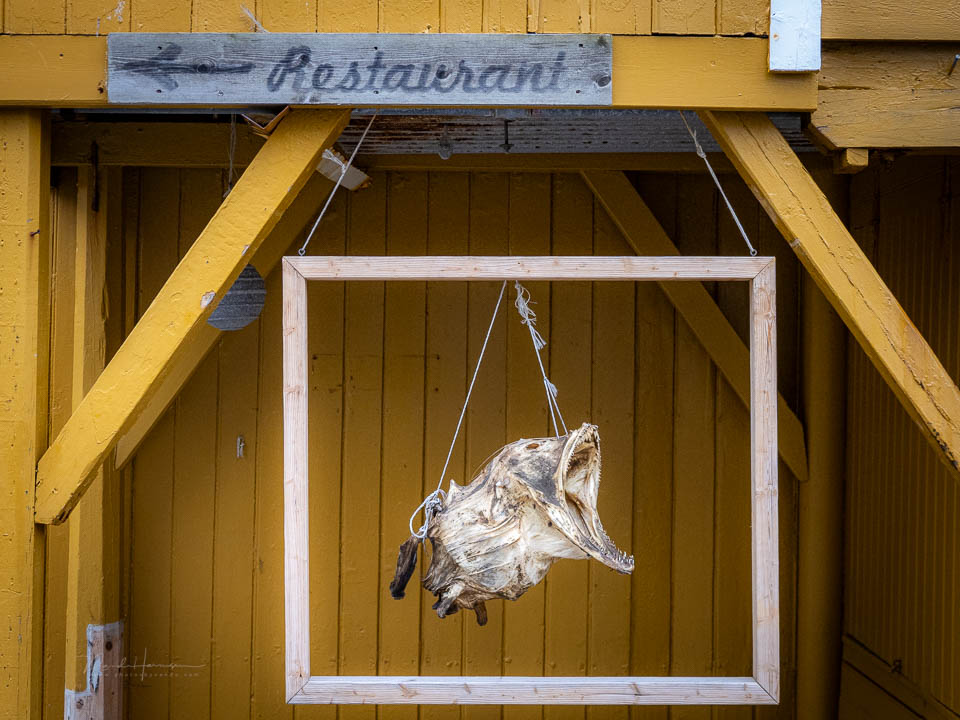 Nando lofoten 2026 olympus 13 Nando lofoten 2026 olympus 13