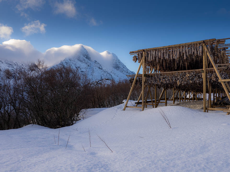 Nando lofoten 2026 olympus 7 Nando lofoten 2026 olympus 7