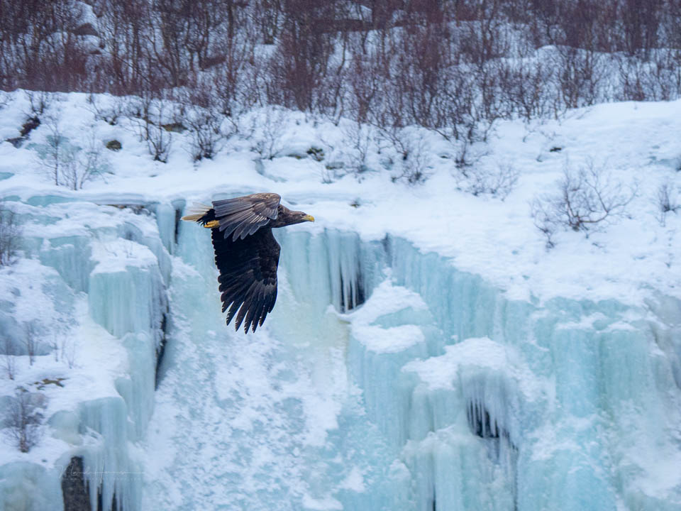 Nando lofoten 2026 olympus 8 Nando lofoten 2026 olympus 8