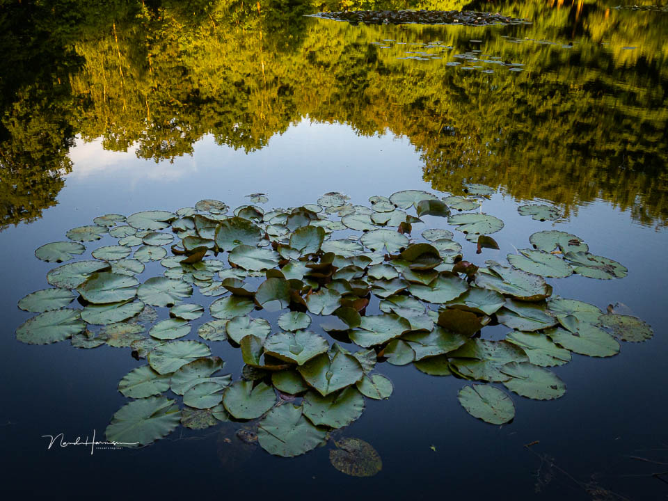 Nando nando canon eos r50 praktijk 7 Nando nando canon eos r50 praktijk 7