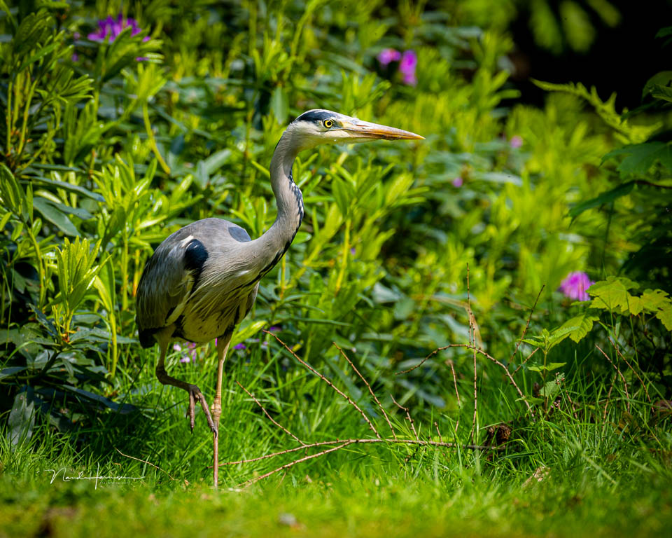 Nando nando rf100 300L reiger Nando nando rf100 300L reiger