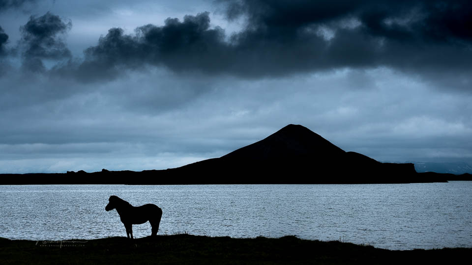 Nando paard silhouet