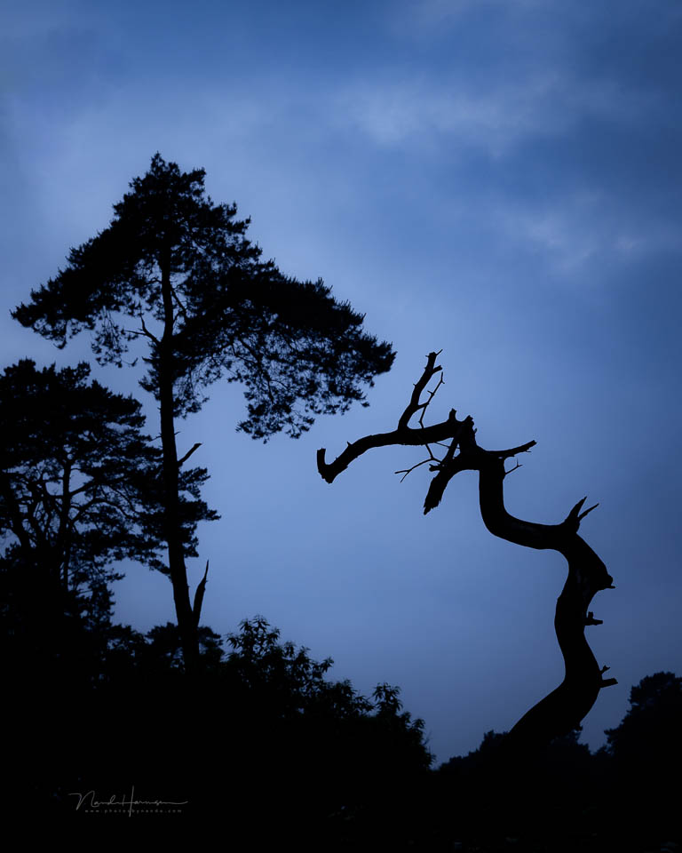 Nando tak eschenven silhouet