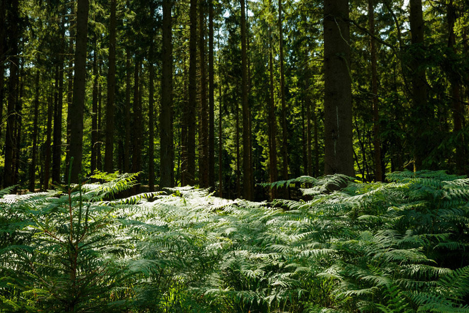 Not use pola landscapes image 01a Not use pola landscapes image 01a