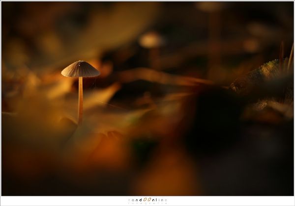 Flitsfoto Sized 5D313752
