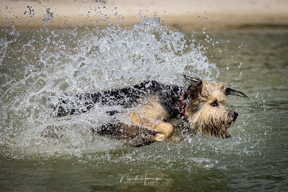 Bruc in actie met de eos 1Dx mark III