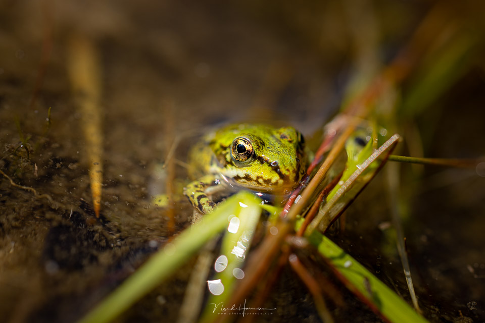 Sized NH2nando rf100macro groene kikker