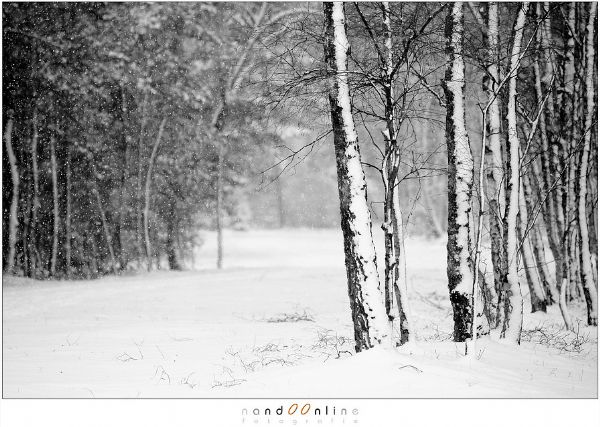 Sneeuw bos Sneeuw bos