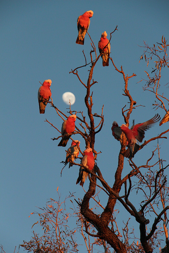 Spencer galah moon