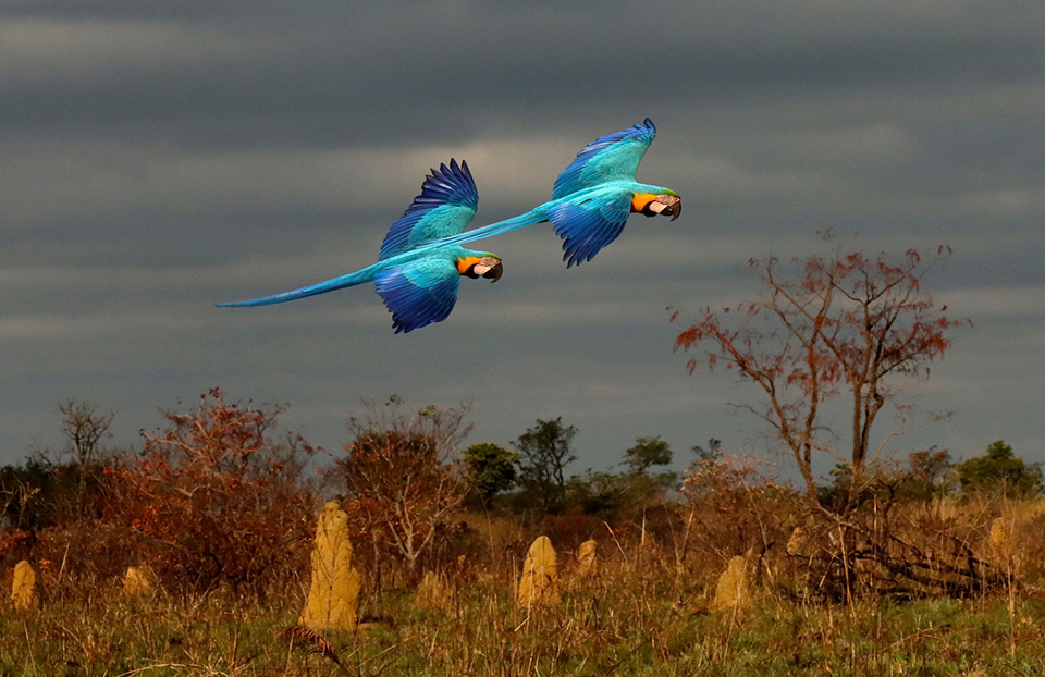 Spencer macaw landscape