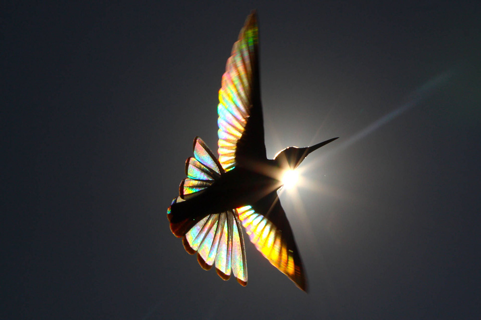 Wings of light 2000x1333 Wings of light 2000x1333
