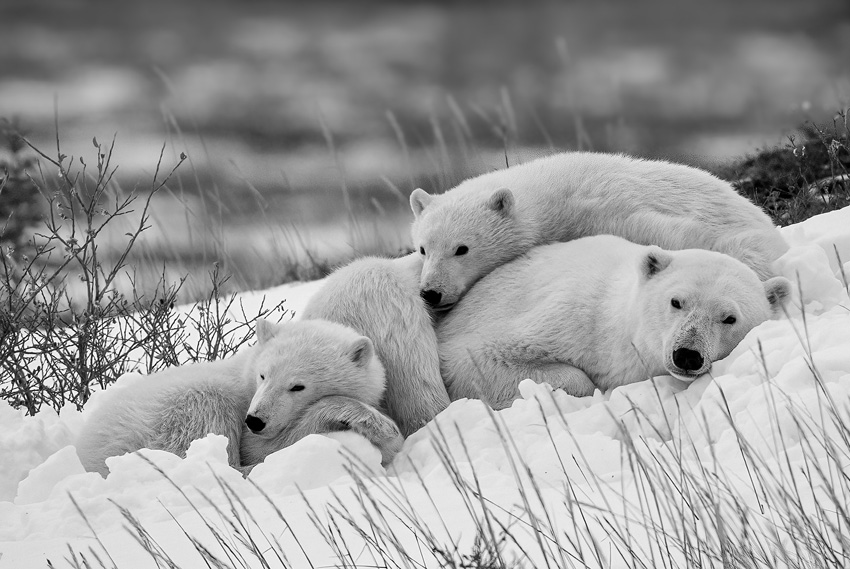 Â© Kevin Shi, United States, 3rd Place, Professional competition, Wildlife & Nature, Sony World Photography Awards 2025   7