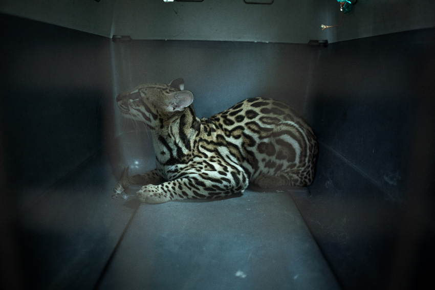 Â© Maria Portaluppi, Ecuador, 2nd Place, Professional competition, Environment, Sony World Photography Awards 2025   4