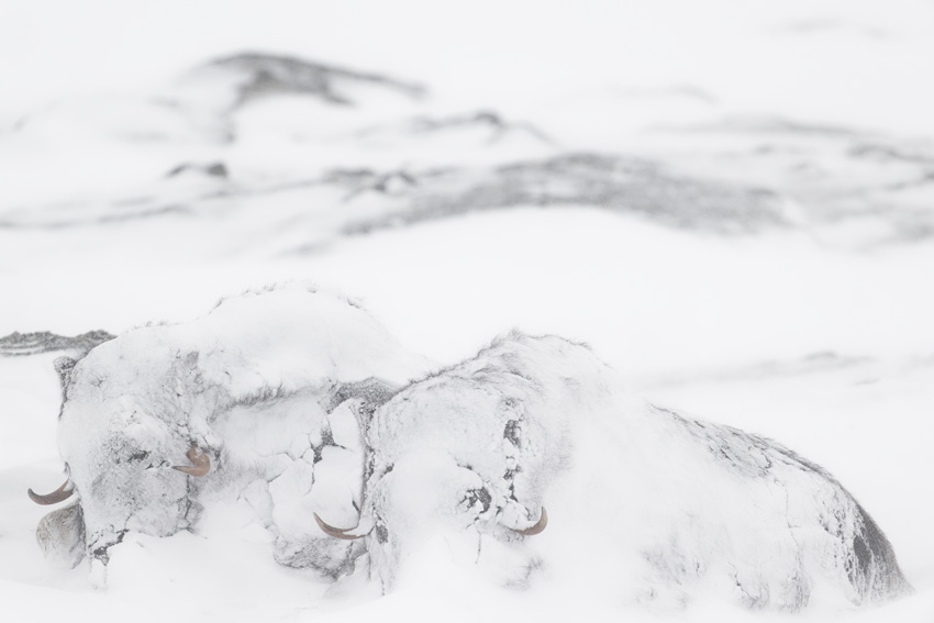 Â© Pascal Beaudenon, France, 2nd Place, Professional competition, Wildlife & Nature, Sony World Photography Awards 2025   1