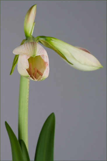 Amaryllis Amaryllis