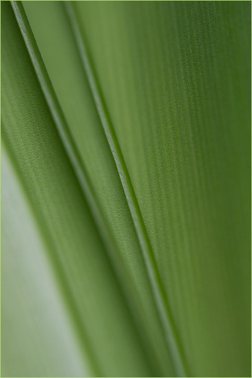 Amaryllis Amaryllis