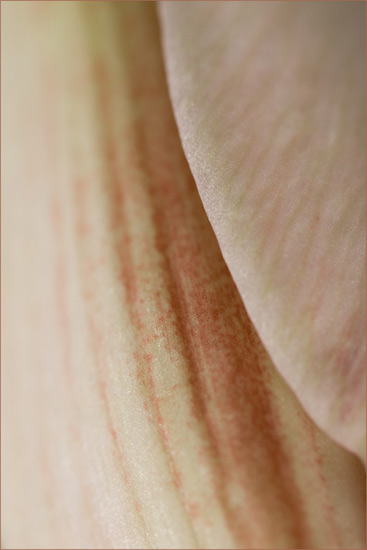 Amaryllis Amaryllis
