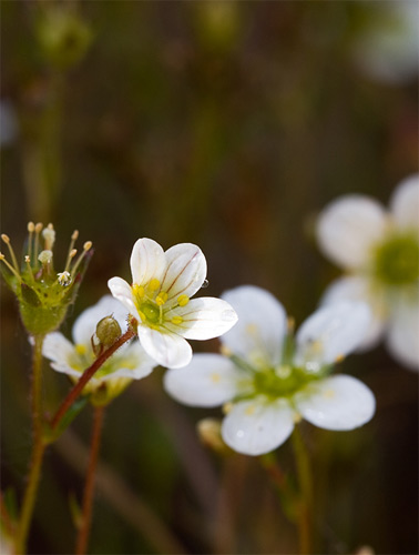 Bloemetjes