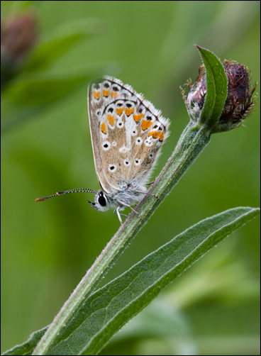 Heideblauwtje bruin