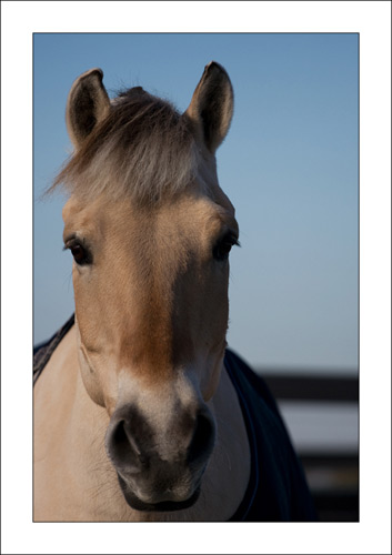 Paard Paard
