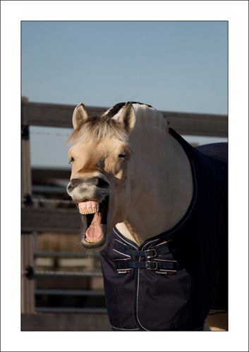 Gapend paard Gapend paard