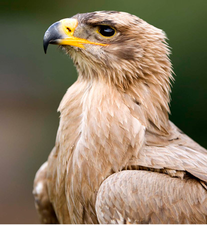 Roofvogel Roofvogel