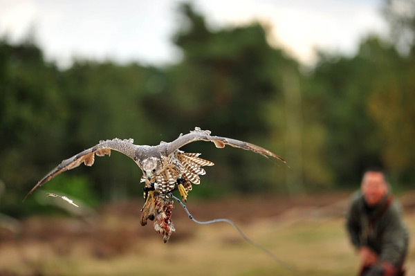 Roofvogel in vlucht