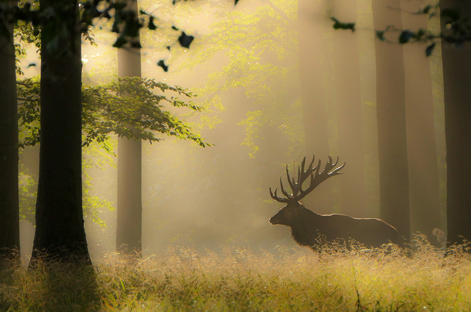 Edelhert mist Edelhert mist