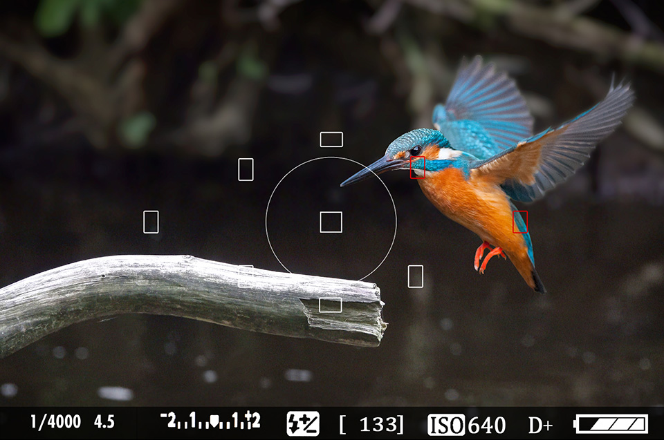 IJsvogel IJsvogel