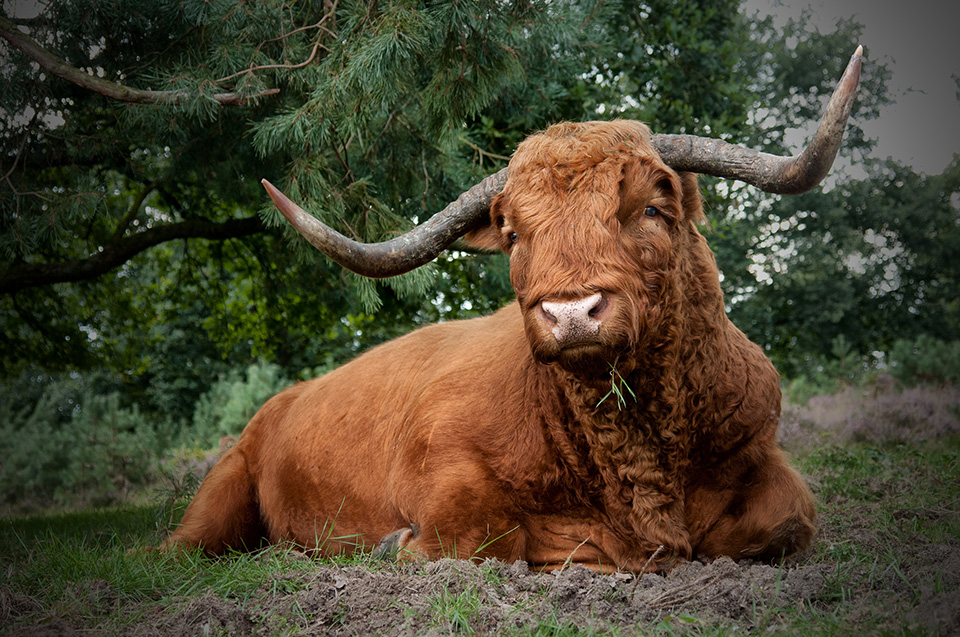 Hooglander Hooglander