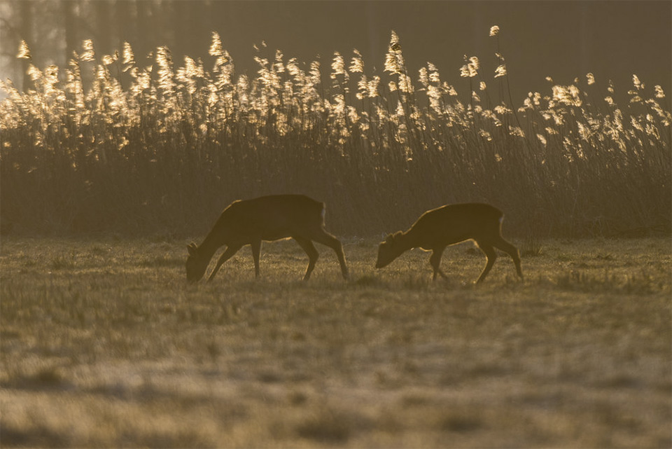 Safari in Nederland