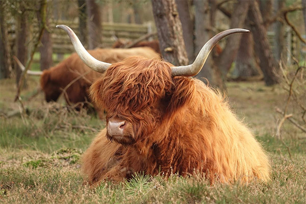 Natuur in nederland