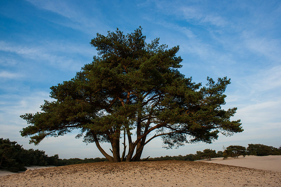 Soesterduinen