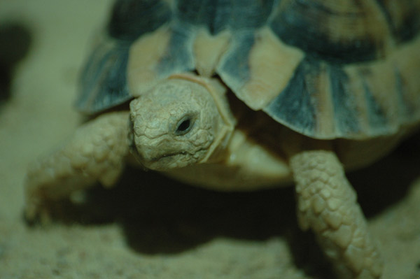 Stoffel de schildpad