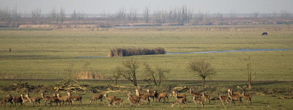 kudde wilde edelherten kudde wilde edelherten