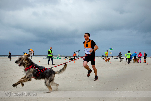 Canicross op het strand van IJmuiden