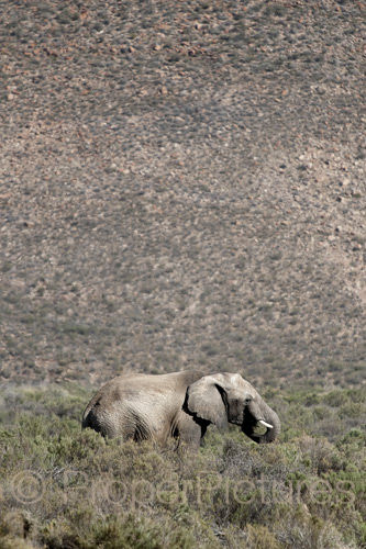 Grazende olifant in het landschap