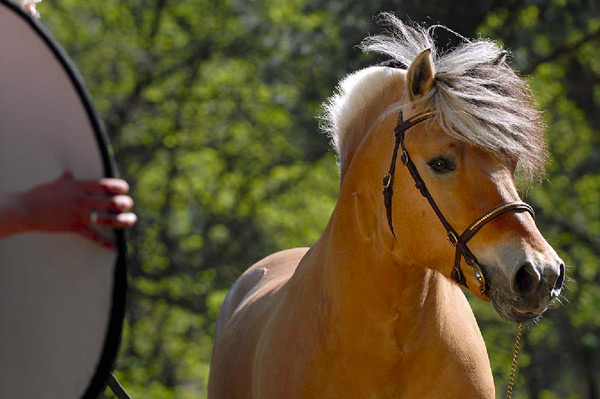 gebruik reflectiescherm bij paarden