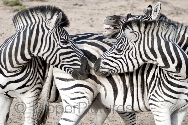 Zebra's