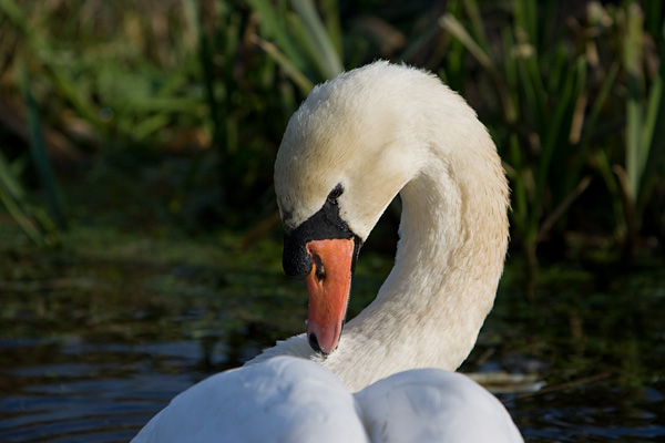 Zwaan met de Canon 70-200 L