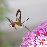 Glasvleugelpijlstaart en Kolibrievlinder fotograferen