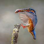 Start van een nieuw ijsvogelseizoen