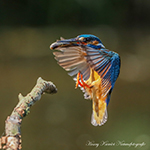 IJsvogels in vlucht met vis