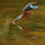 De duik van een ijsvogel vastleggen