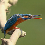 Territoriumdreiging bij ijsvogels