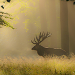 Een bridgecamera voor natuurfotografie?