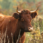 Natuurfotografie tip: Laat je niet beperken door een fototentje