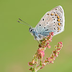 Workshop verslag: Vlinderfotografie in de Eifel